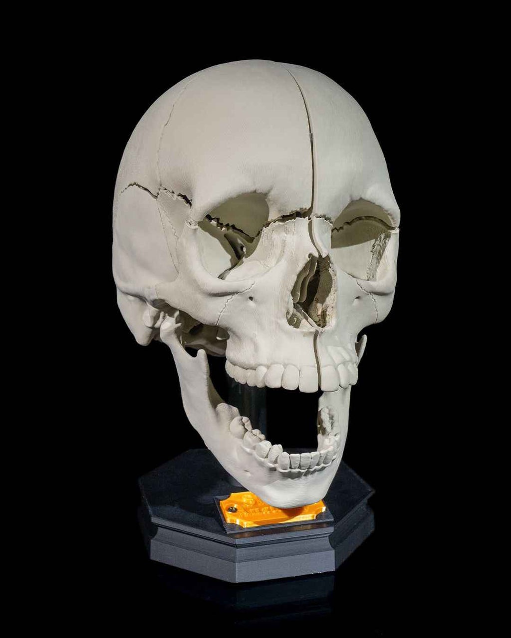 Human Adult Skull educational model - Myth & Motion by The Braysdown Workshop