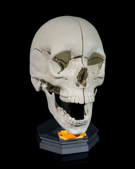 Human Adult Skull educational model