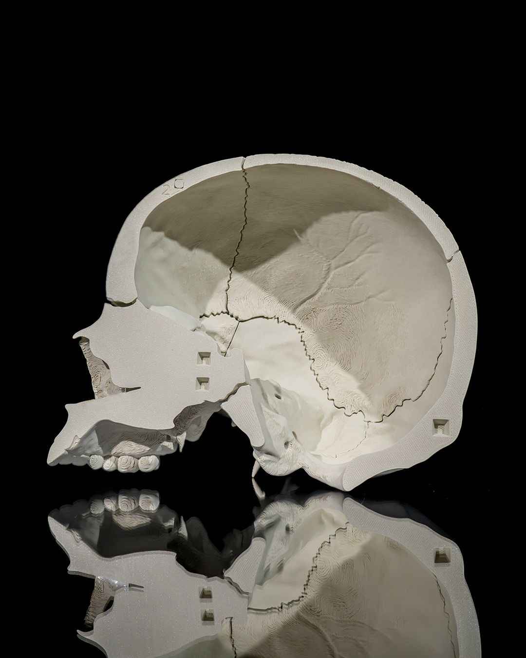 Human Adult Skull educational model - Myth & Motion by The Braysdown Workshop