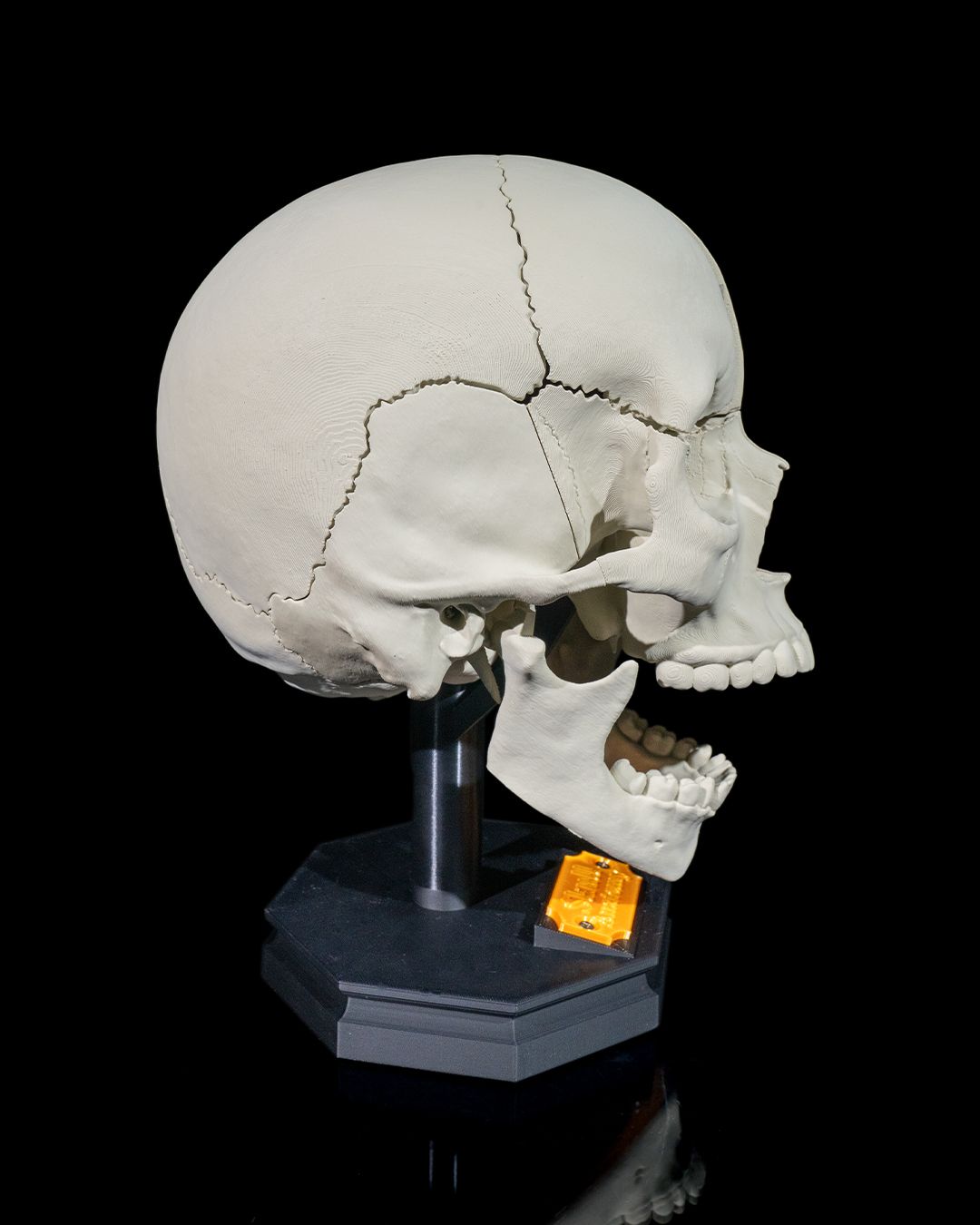 Human Adult Skull educational model