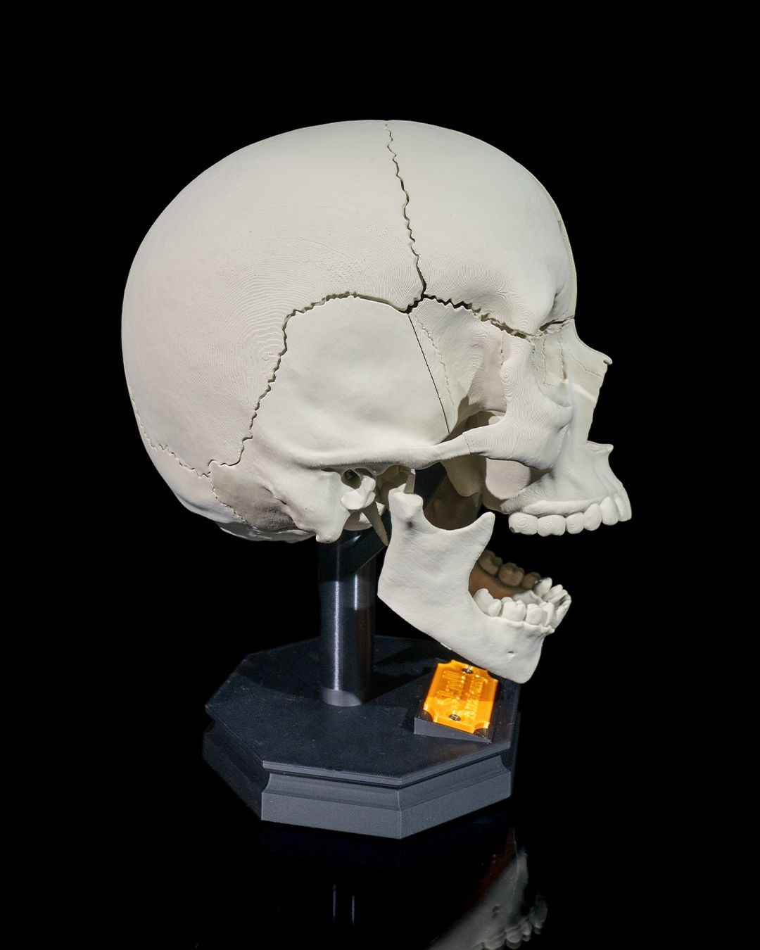 Human Adult Skull educational model - Myth & Motion by The Braysdown Workshop