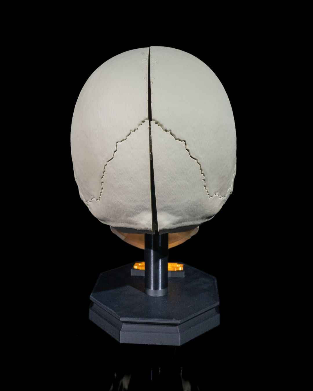 Human Adult Skull educational model - Myth & Motion by The Braysdown Workshop