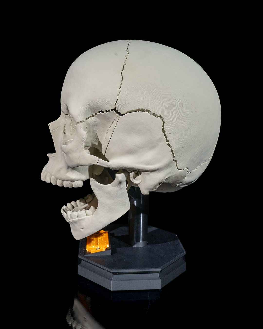 Human Adult Skull educational model - Myth & Motion by The Braysdown Workshop