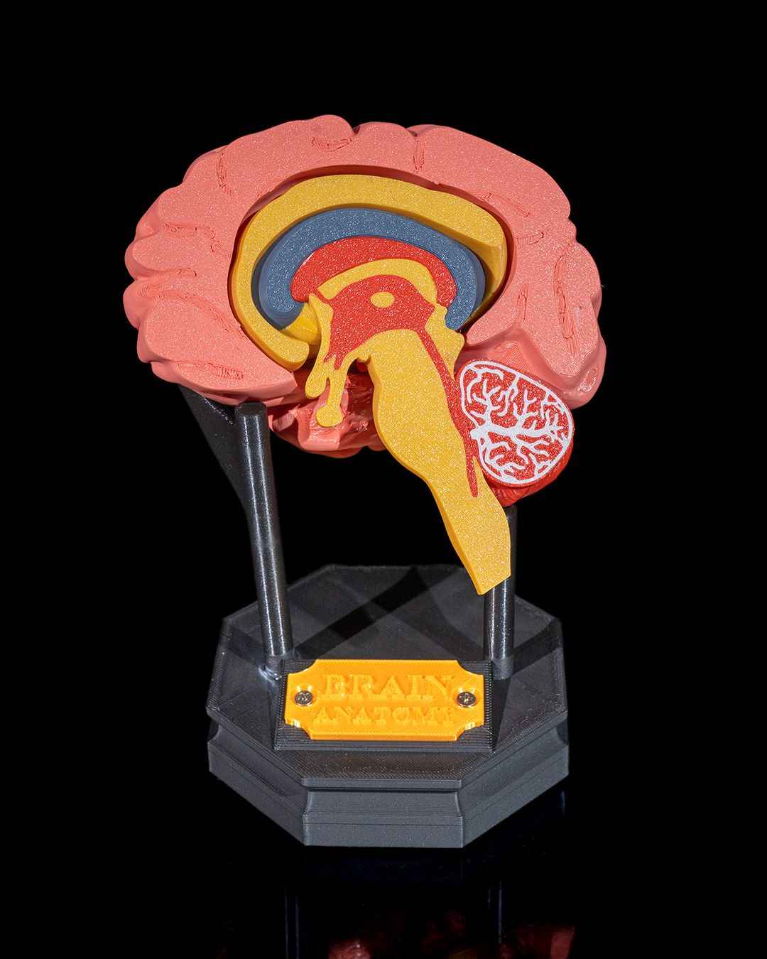 Human Brain educational model - Myth & Motion by The Braysdown Workshop