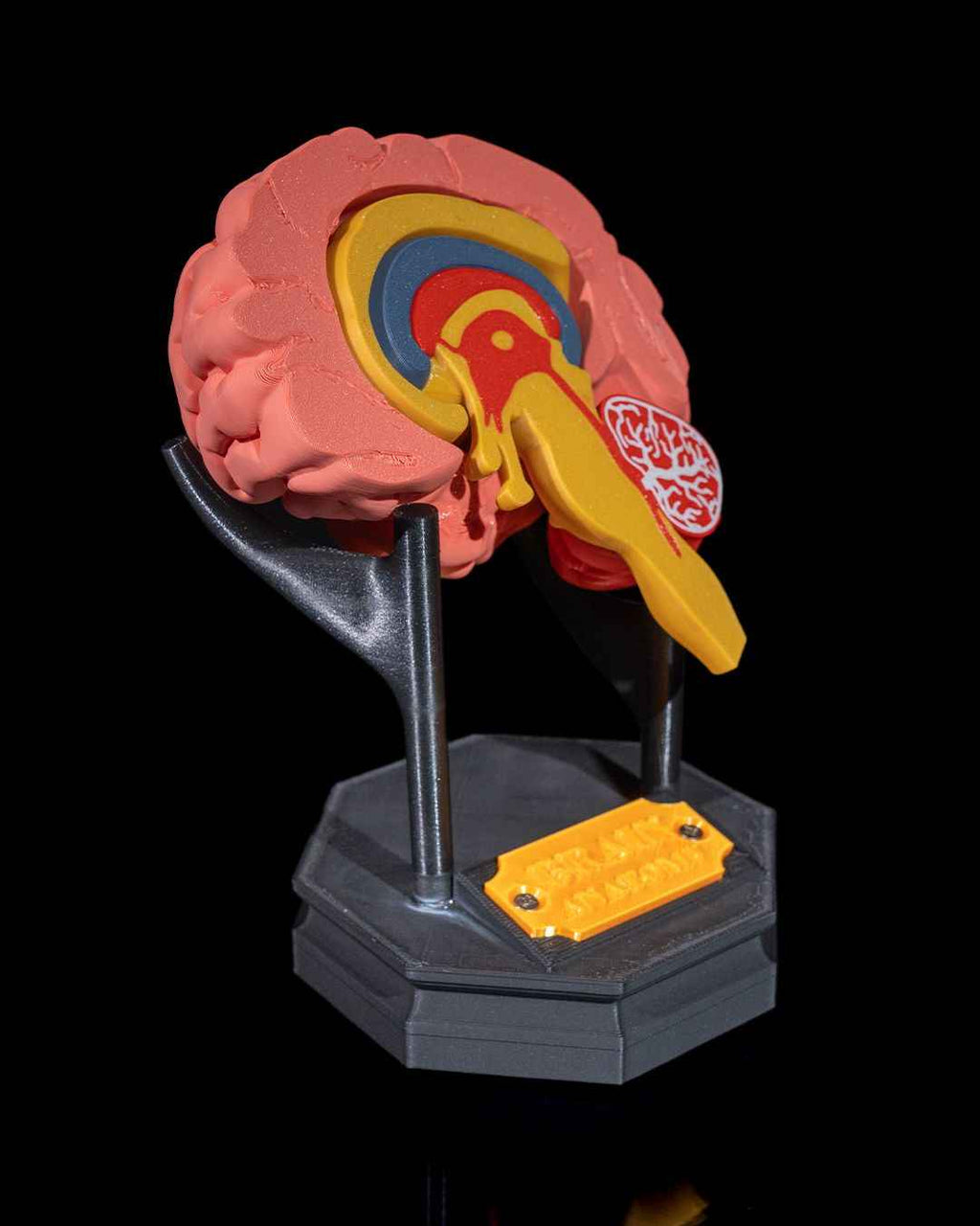 Human Brain educational model - Myth & Motion by The Braysdown Workshop