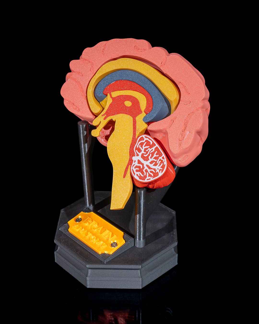 Human Brain educational model - Myth & Motion by The Braysdown Workshop
