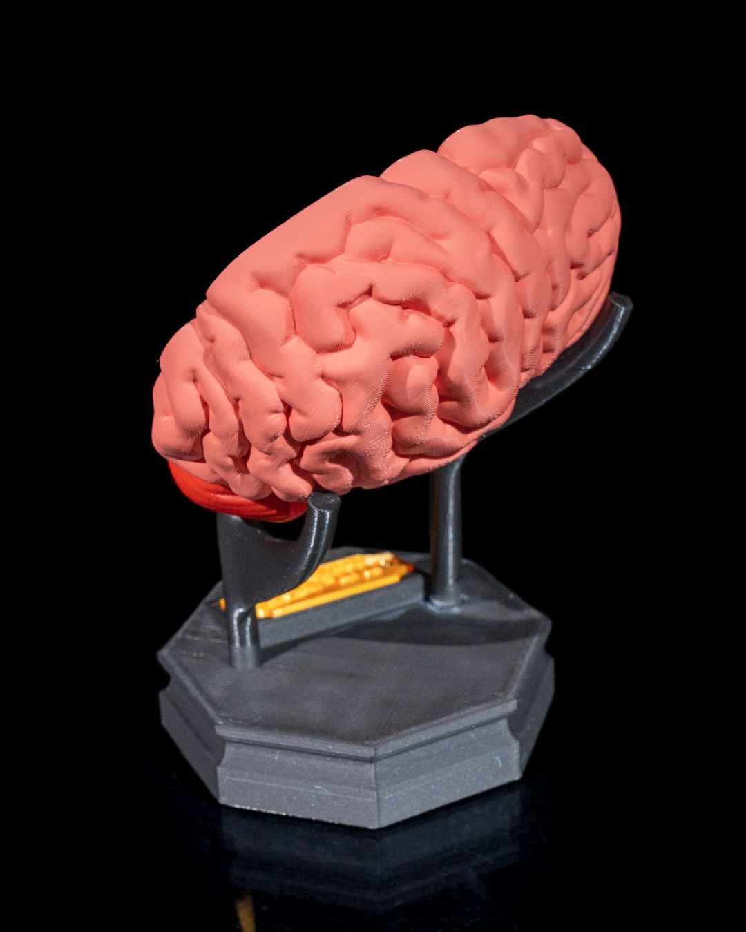 Human Brain educational model - Myth & Motion by The Braysdown Workshop