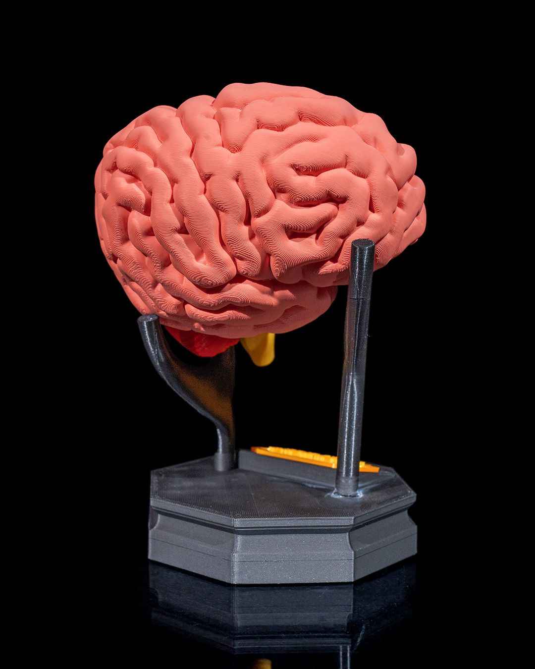 Human Brain educational model - Myth & Motion by The Braysdown Workshop