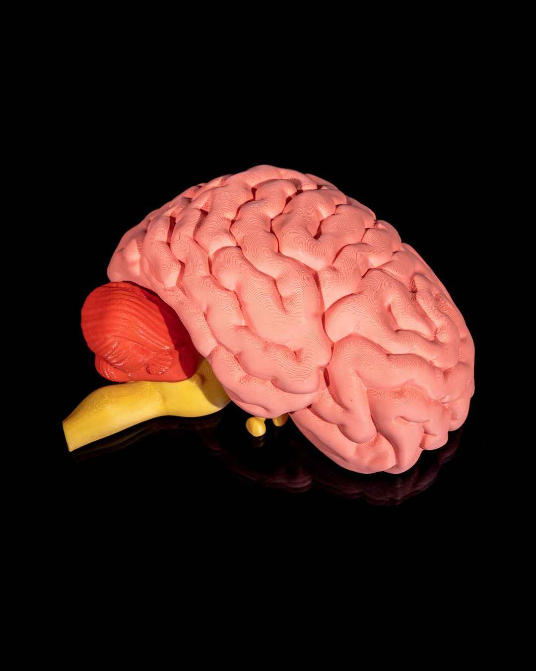 Human Brain educational model - Myth & Motion by The Braysdown Workshop