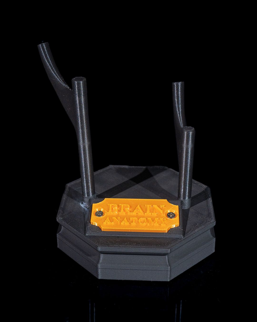 Human Brain educational model