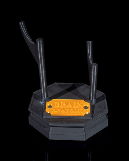 Human Brain educational model