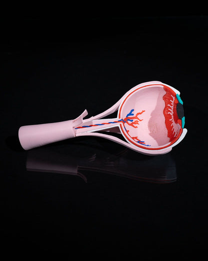 Human Eye educational model