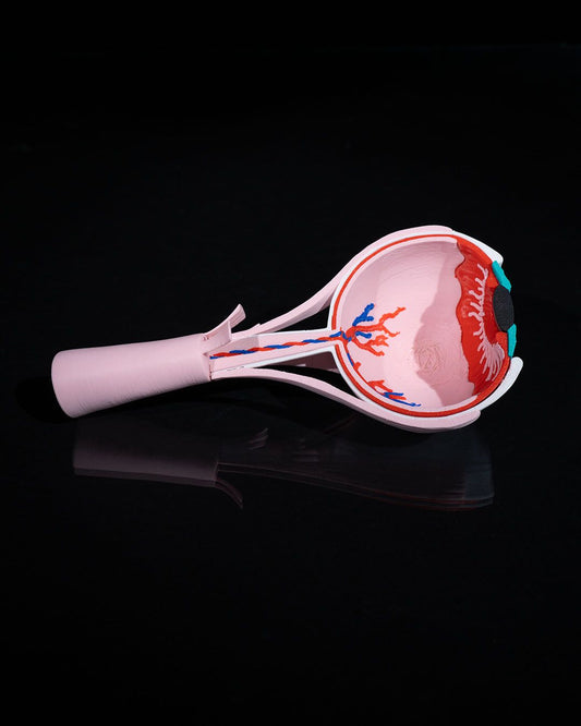 Human Eye educational model