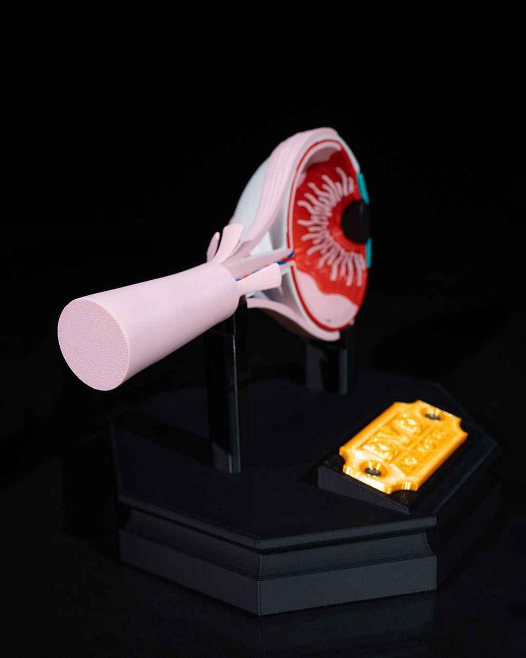 Human Eye educational model - Myth & Motion by The Braysdown Workshop
