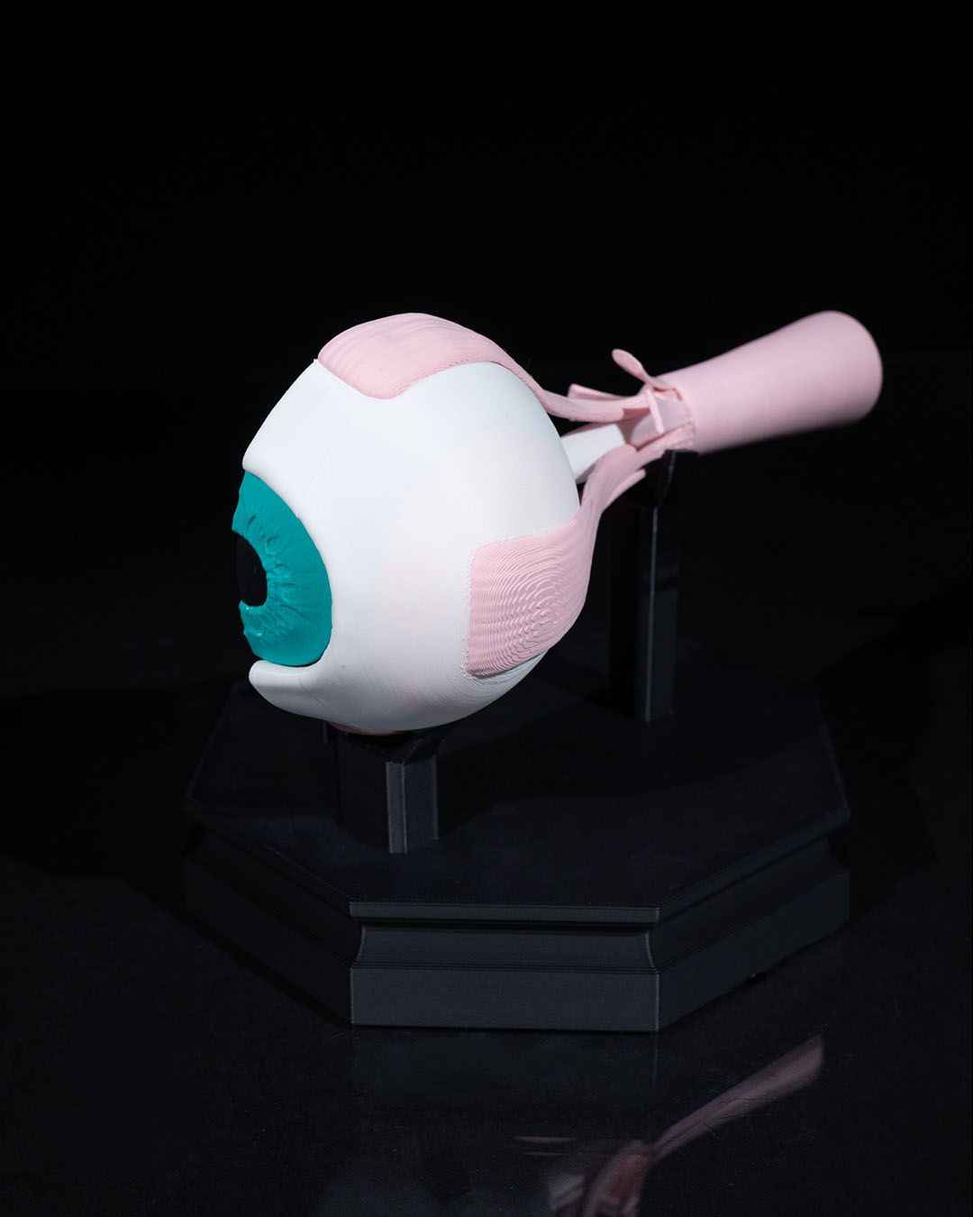 Human Eye educational model - Myth & Motion by The Braysdown Workshop