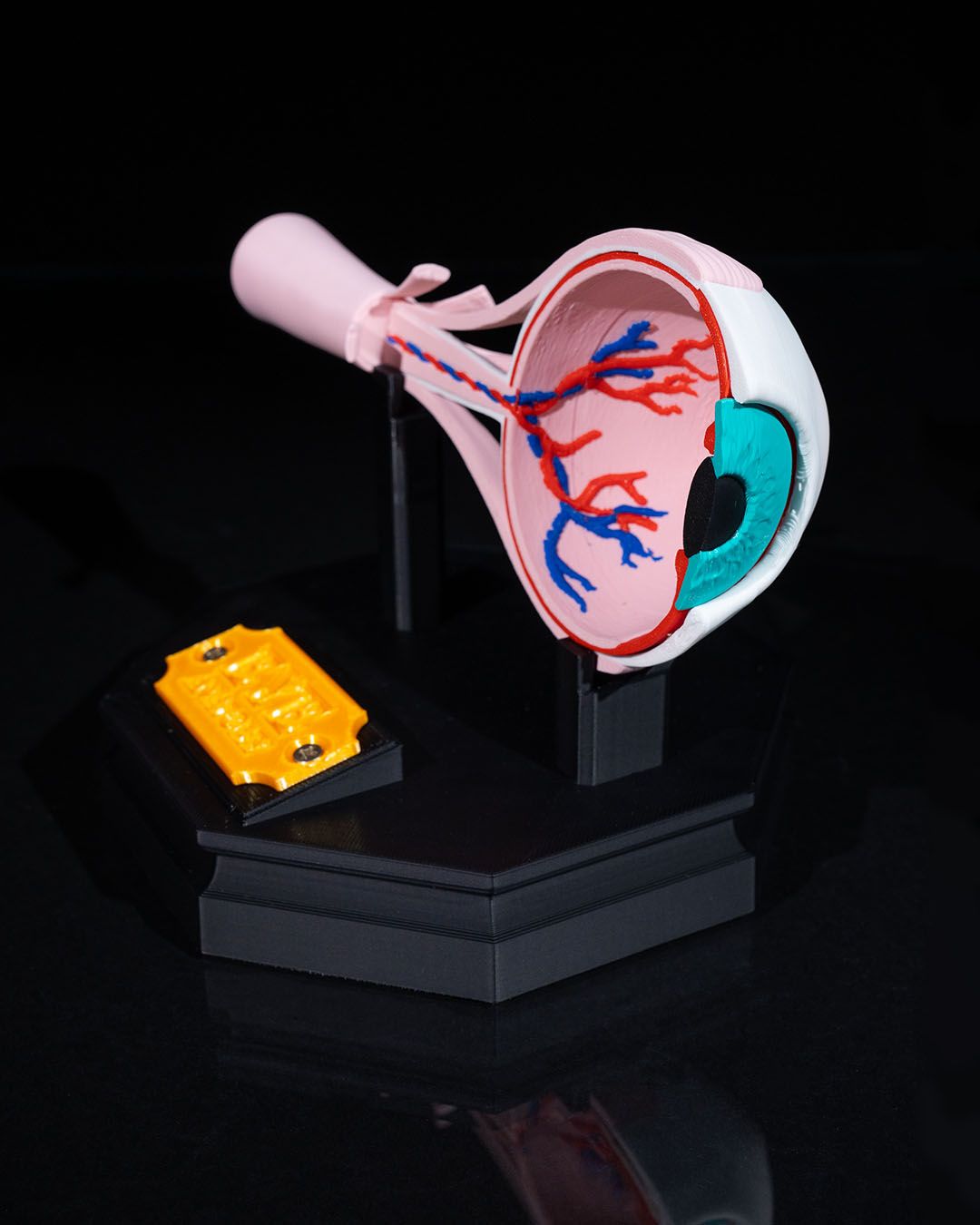 Human Eye educational model