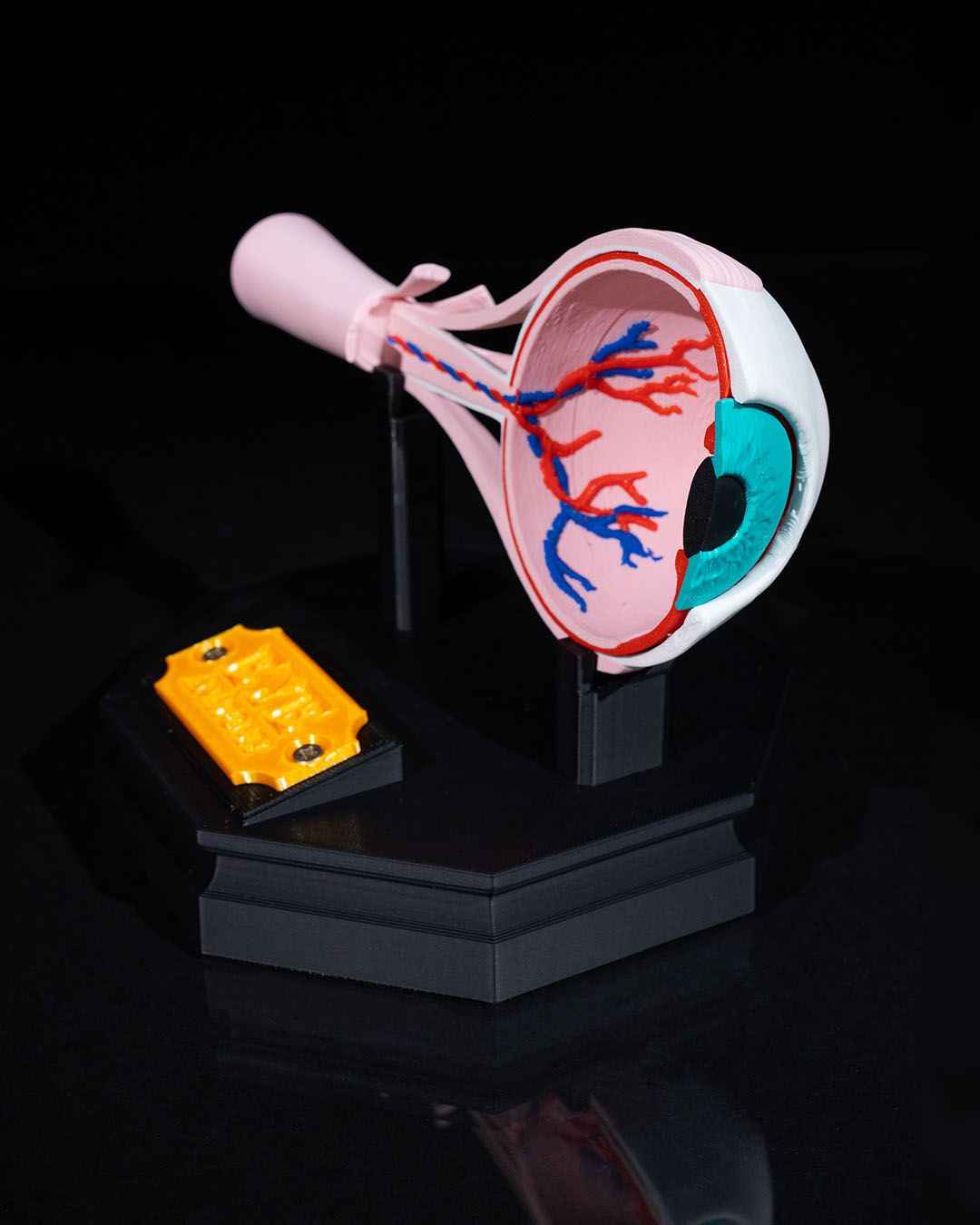 Human Eye educational model - Myth & Motion by The Braysdown Workshop