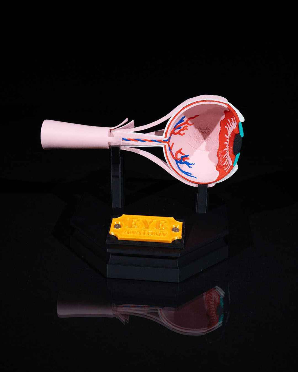 Human Eye educational model - Myth & Motion by The Braysdown Workshop
