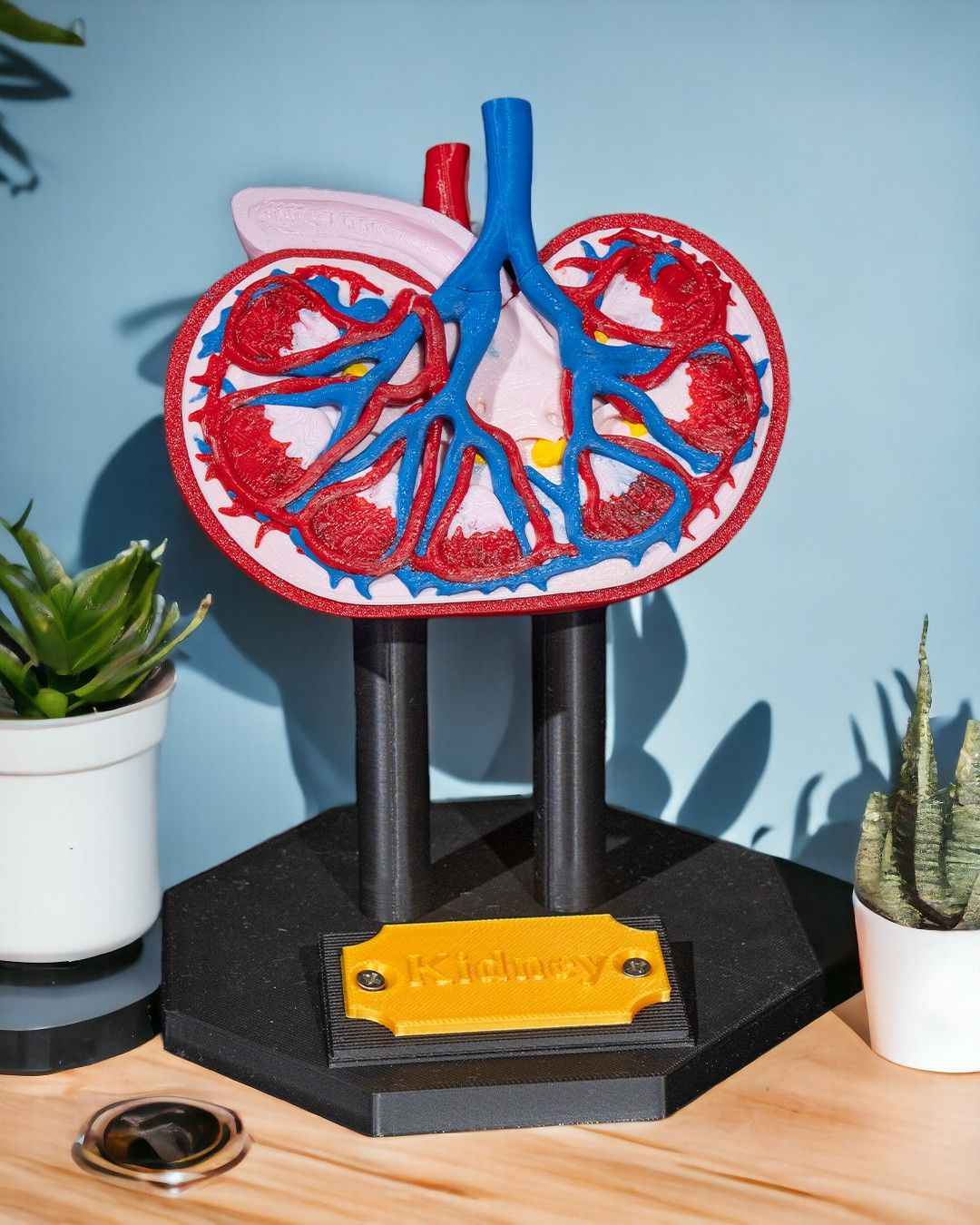 Kidney educational model - Myth & Motion by The Braysdown Workshop