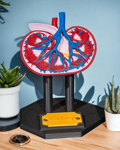 Kidney educational model