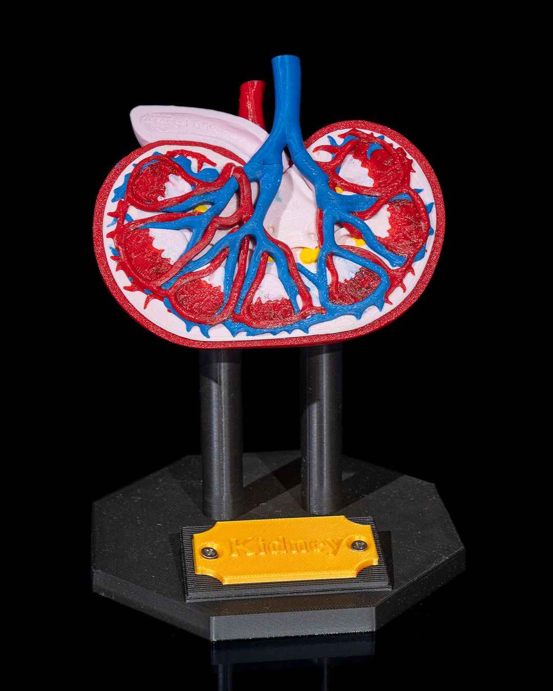 Kidney educational model - Myth & Motion by The Braysdown Workshop