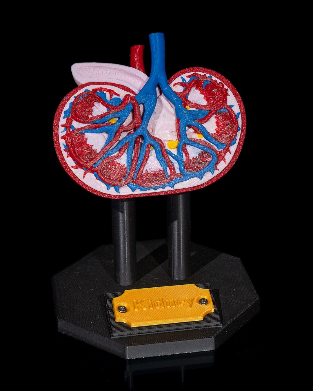 Kidney educational model