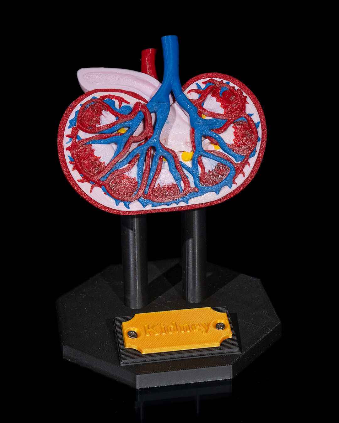 Kidney educational model - Myth & Motion by The Braysdown Workshop