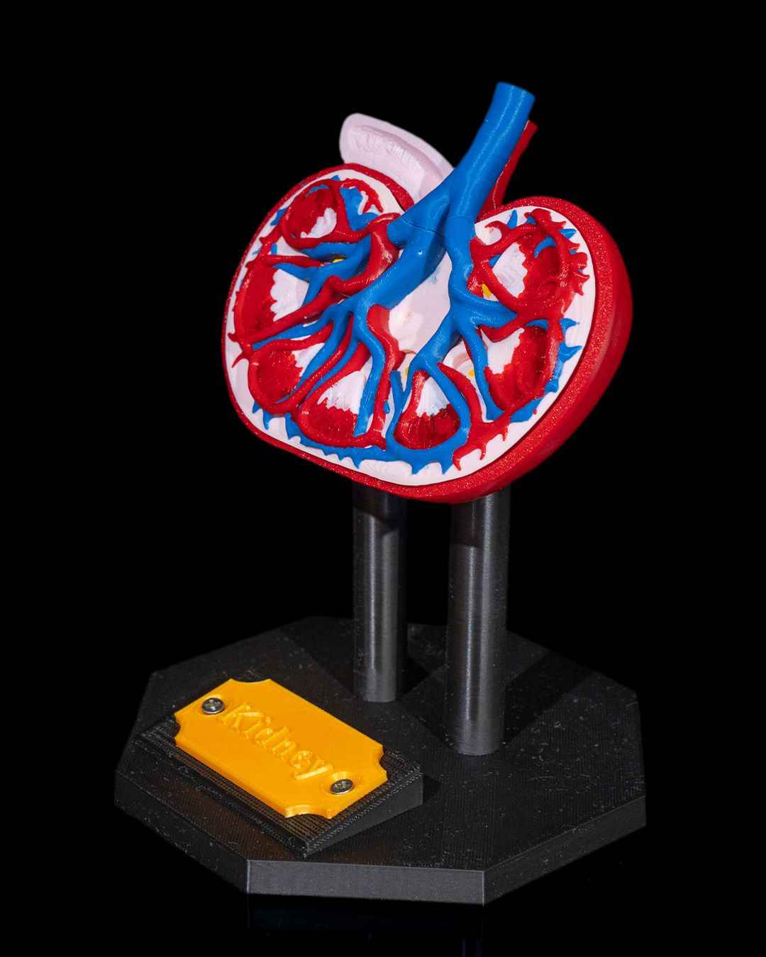 Kidney educational model - Myth & Motion by The Braysdown Workshop