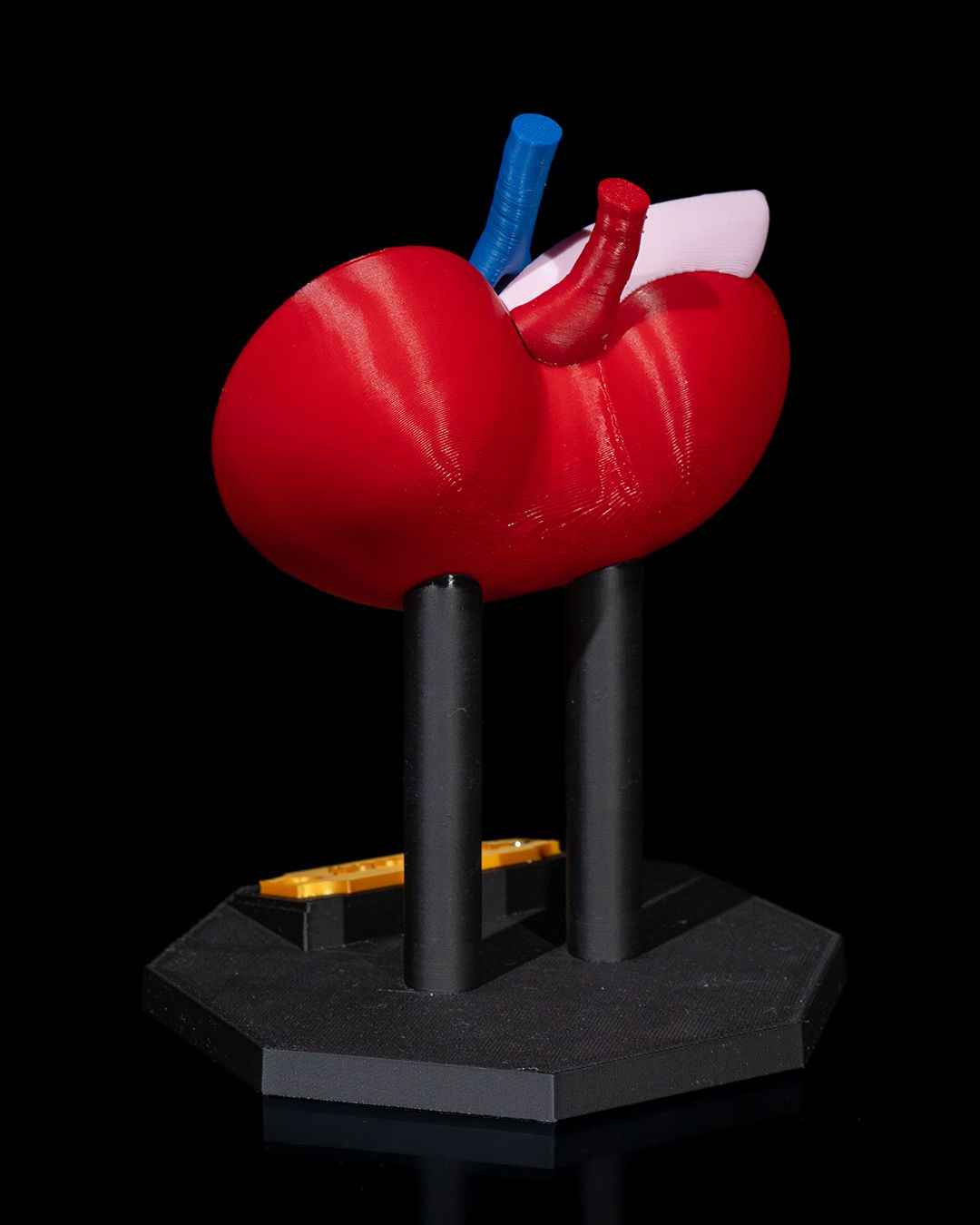 Kidney educational model - Myth & Motion by The Braysdown Workshop