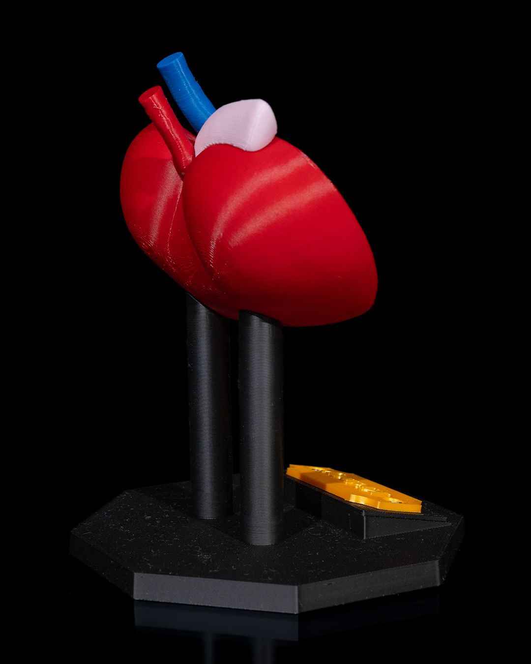 Kidney educational model - Myth & Motion by The Braysdown Workshop