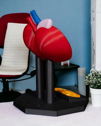 Kidney educational model