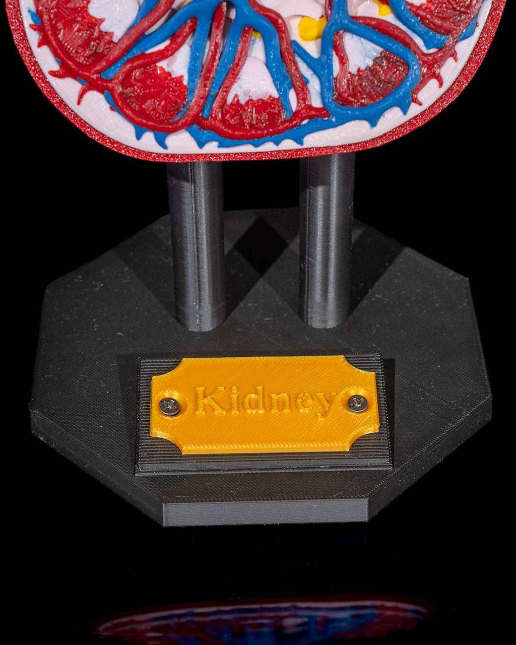 Kidney educational model - Myth & Motion by The Braysdown Workshop