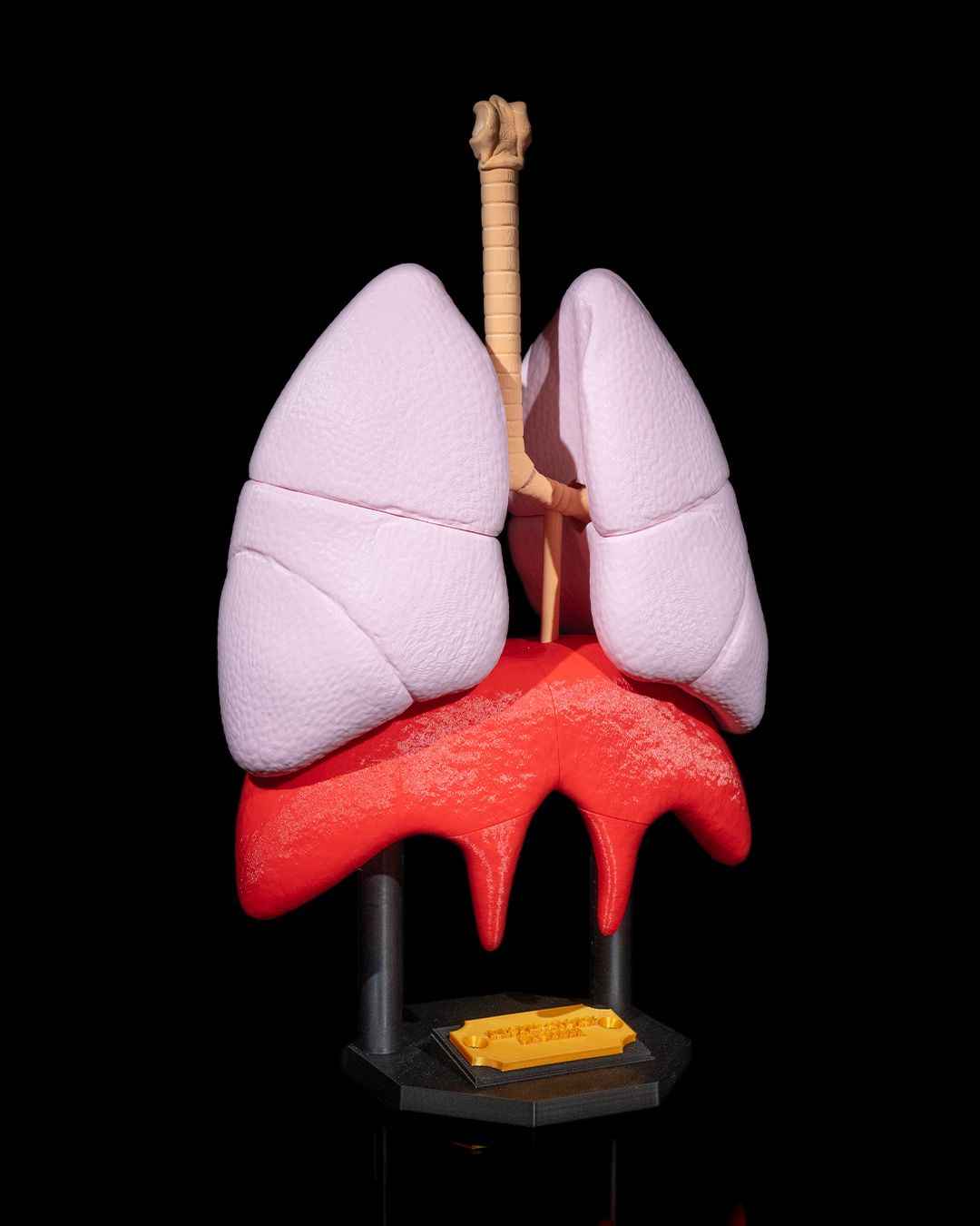 Lung Anatomical educational model - Myth & Motion by The Braysdown Workshop