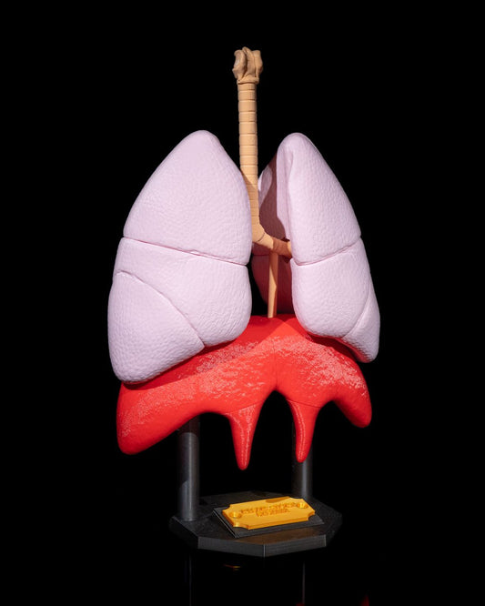 Lung Anatomical educational model