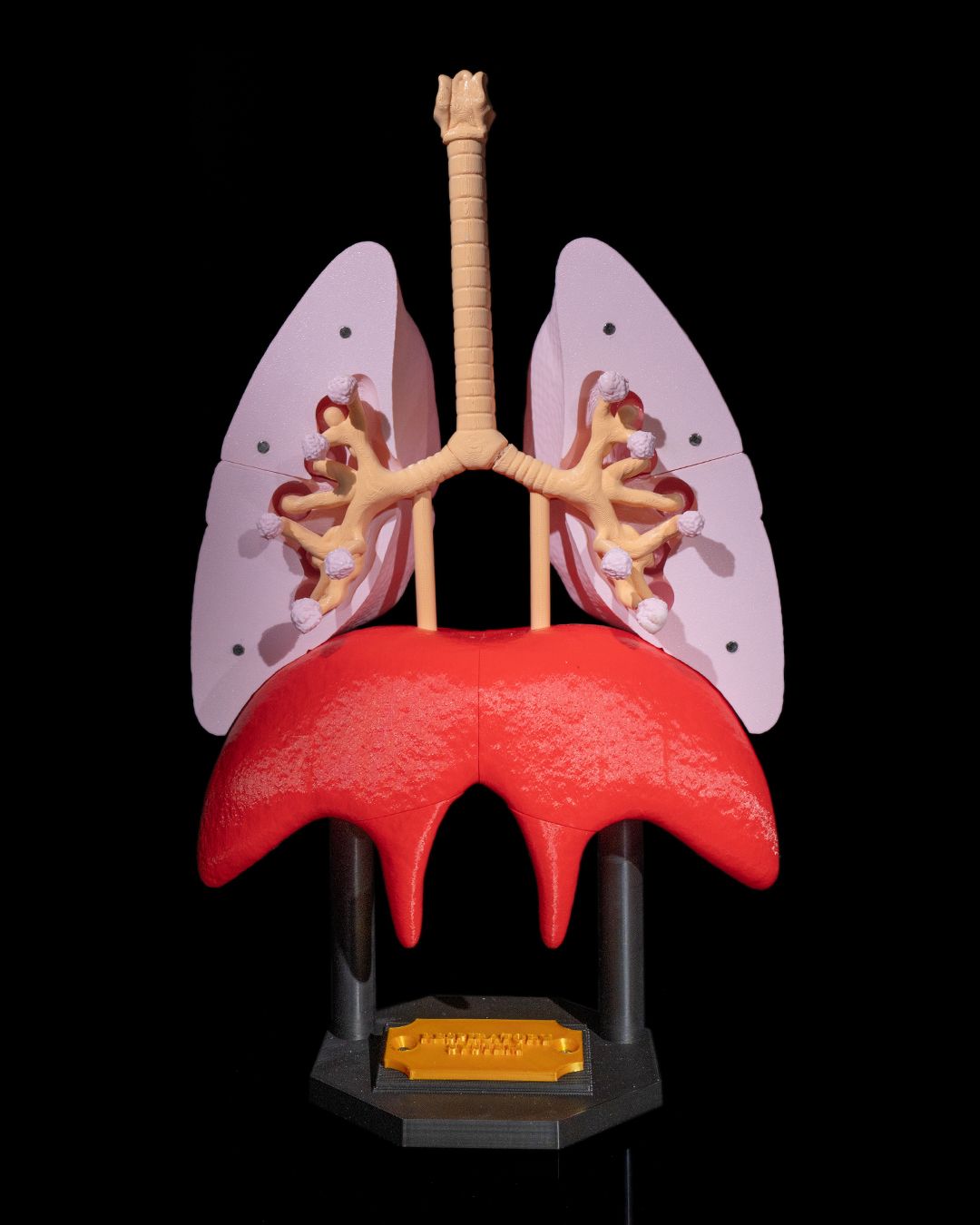 Lung Anatomical educational model