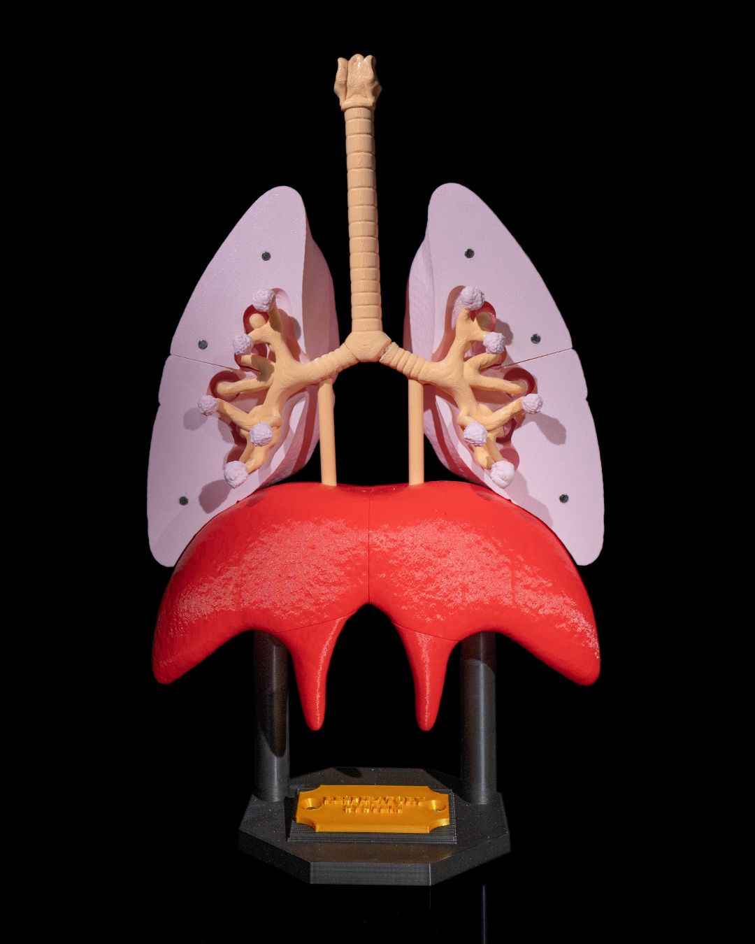 Lung Anatomical educational model - Myth & Motion by The Braysdown Workshop