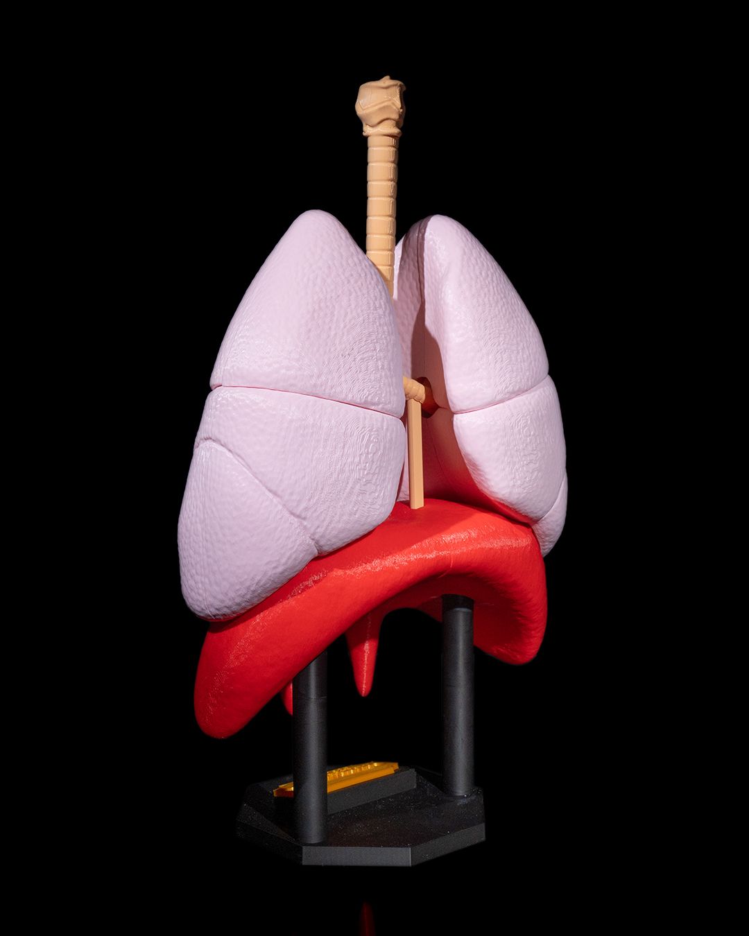 Lung Anatomical educational model
