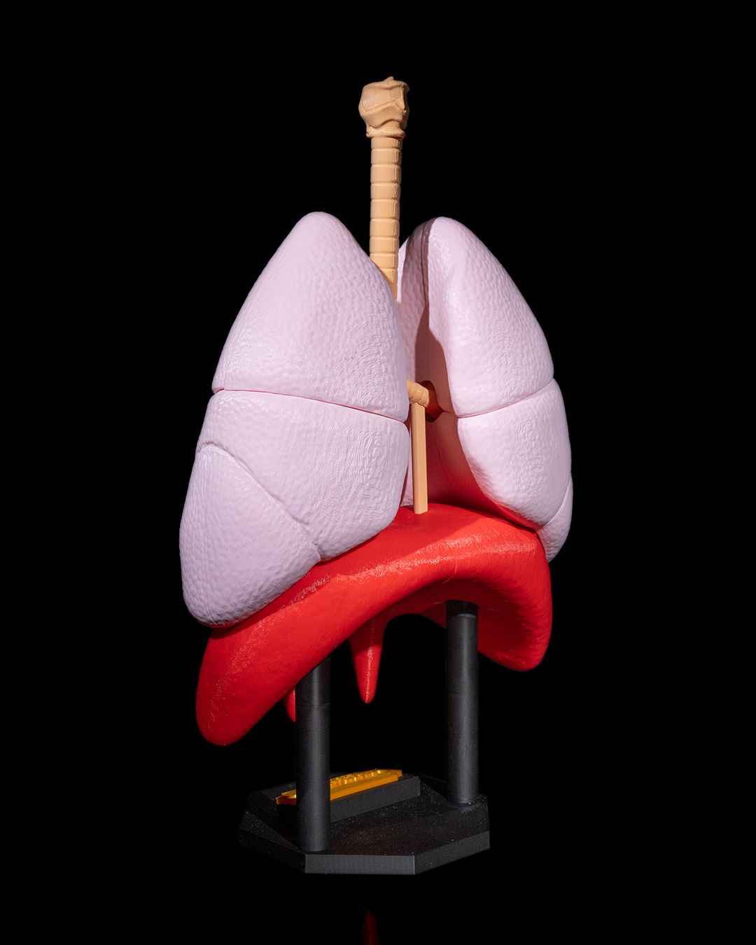 Lung Anatomical educational model - Myth & Motion by The Braysdown Workshop