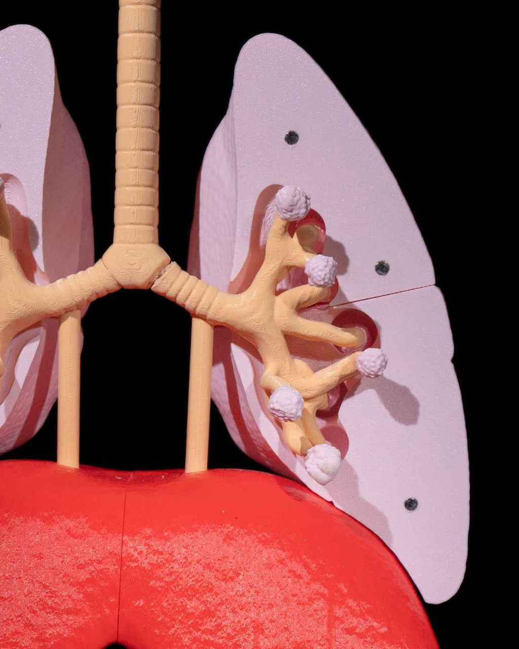 Lung Anatomical educational model - Myth & Motion by The Braysdown Workshop