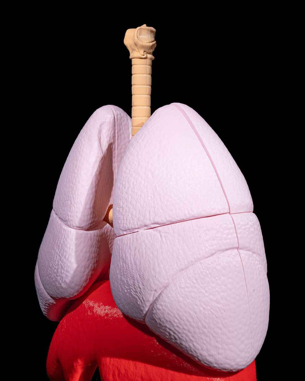 Lung Anatomical educational model - Myth & Motion by The Braysdown Workshop