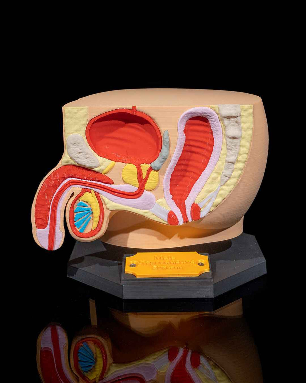 Male Reproduction educational model - Myth & Motion by The Braysdown Workshop