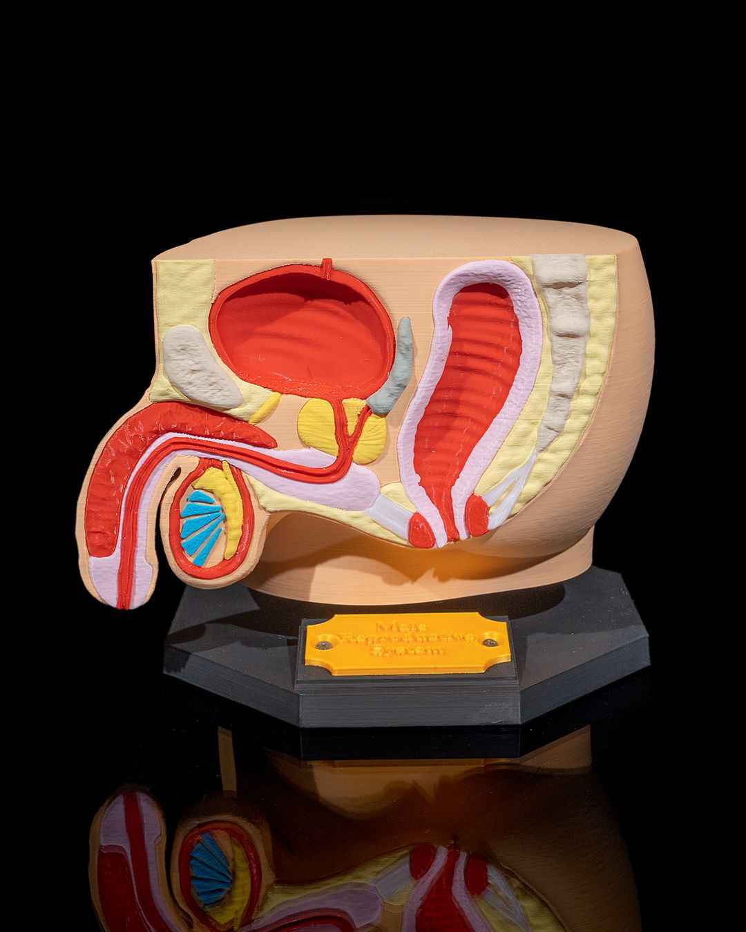 Male Reproduction educational model - Myth & Motion by The Braysdown Workshop