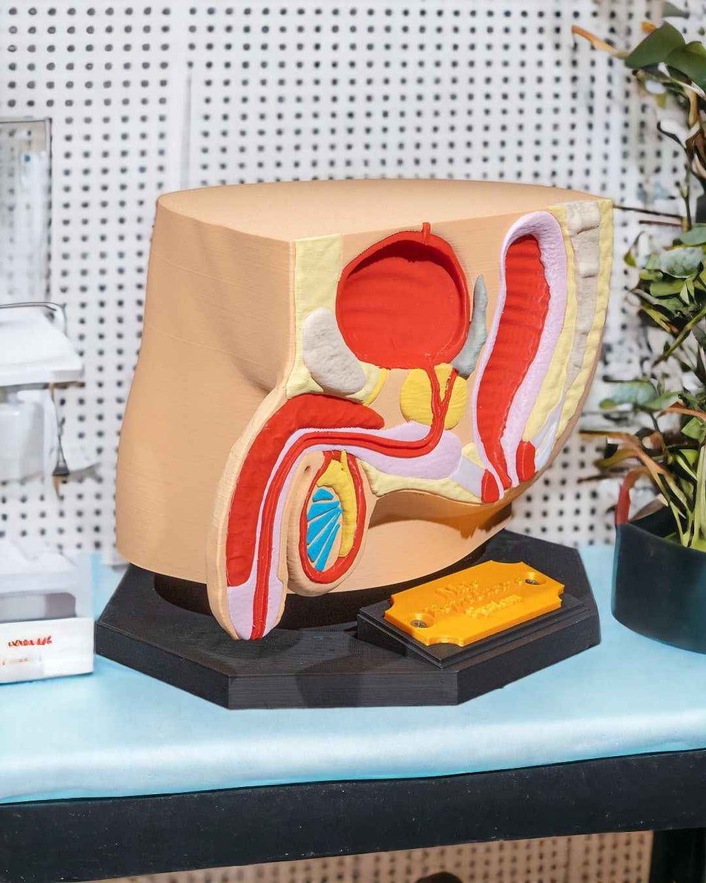 Male Reproduction educational model - Myth & Motion by The Braysdown Workshop