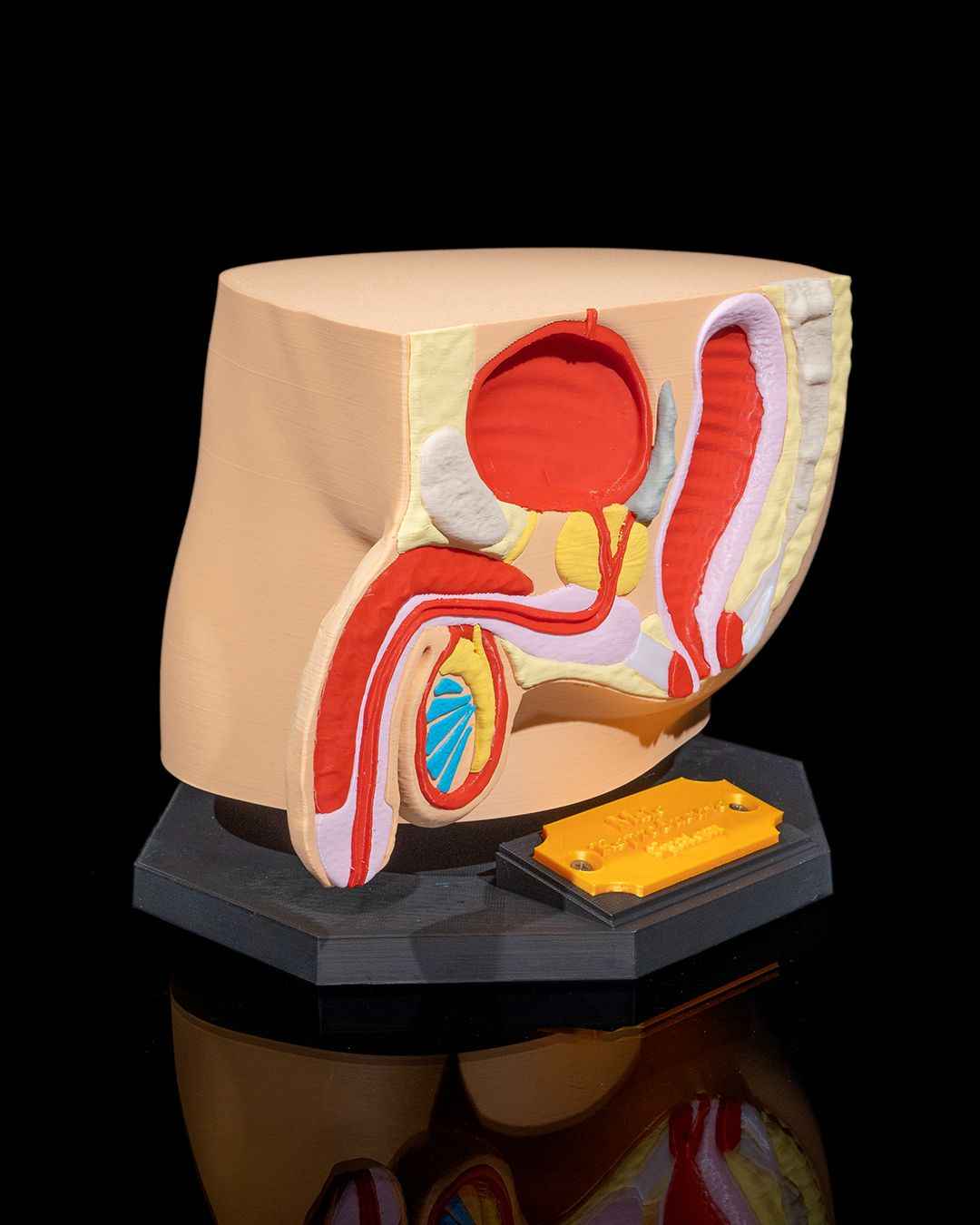 Male Reproduction educational model - Myth & Motion by The Braysdown Workshop