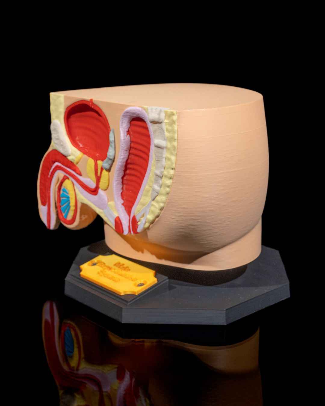 Male Reproduction educational model - Myth & Motion by The Braysdown Workshop