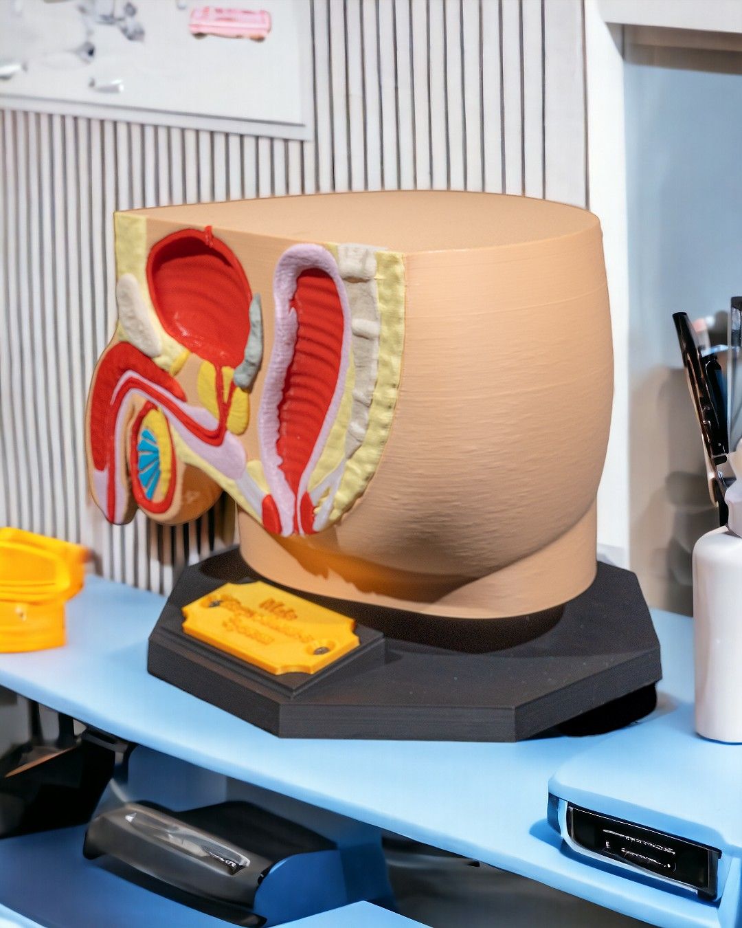 Male Reproduction educational model