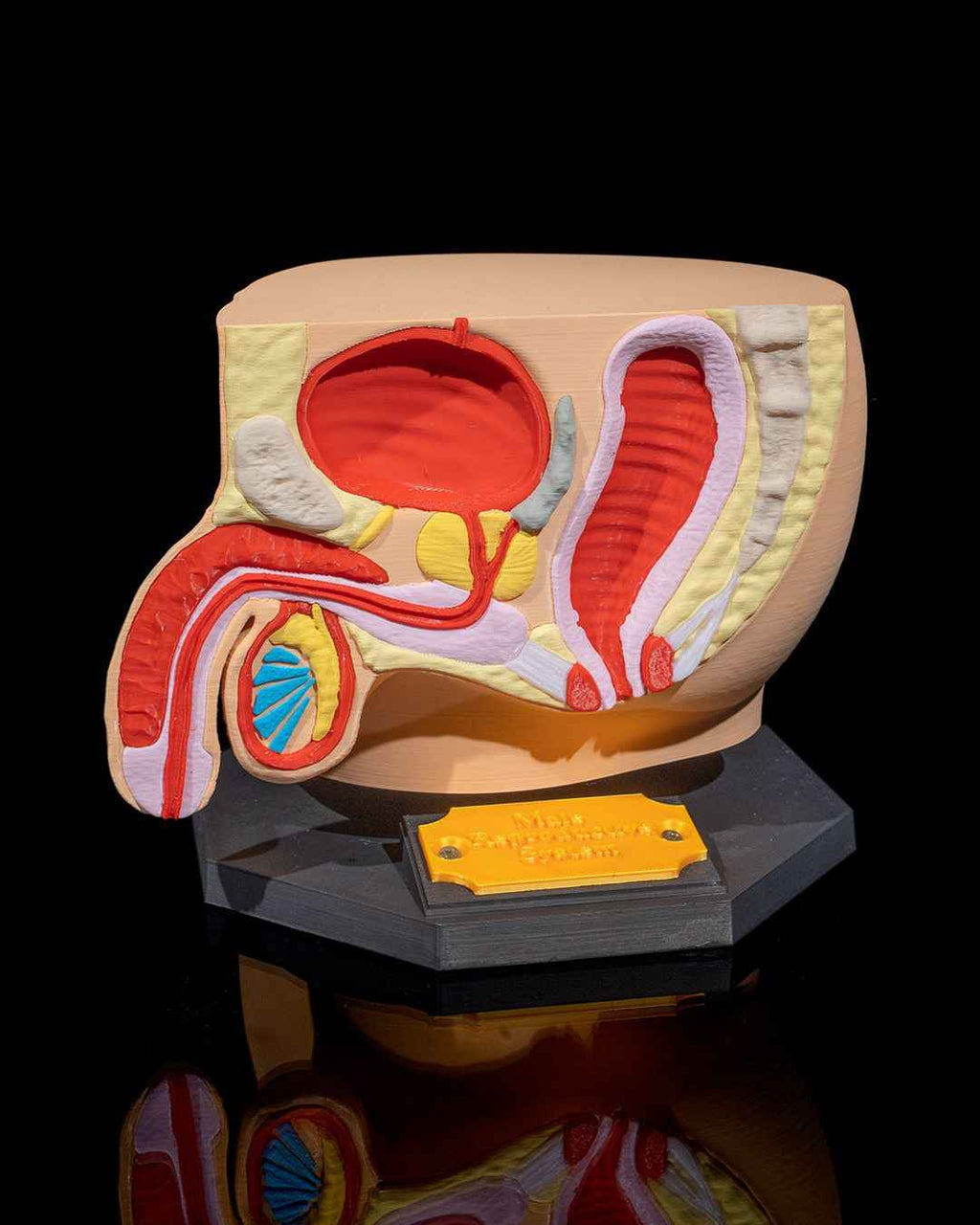 Male Reproduction educational model - Myth & Motion by The Braysdown Workshop