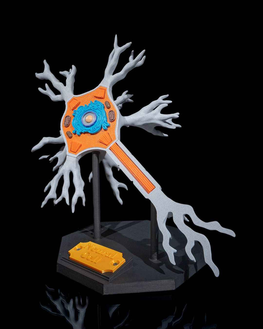 Neural educational model - Myth & Motion by The Braysdown Workshop