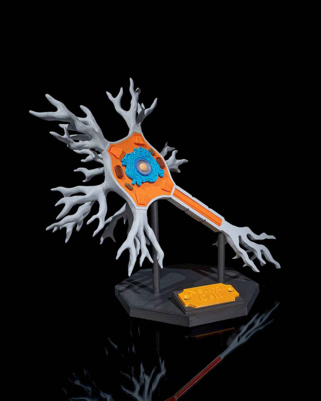 Neural educational model - Myth & Motion by The Braysdown Workshop