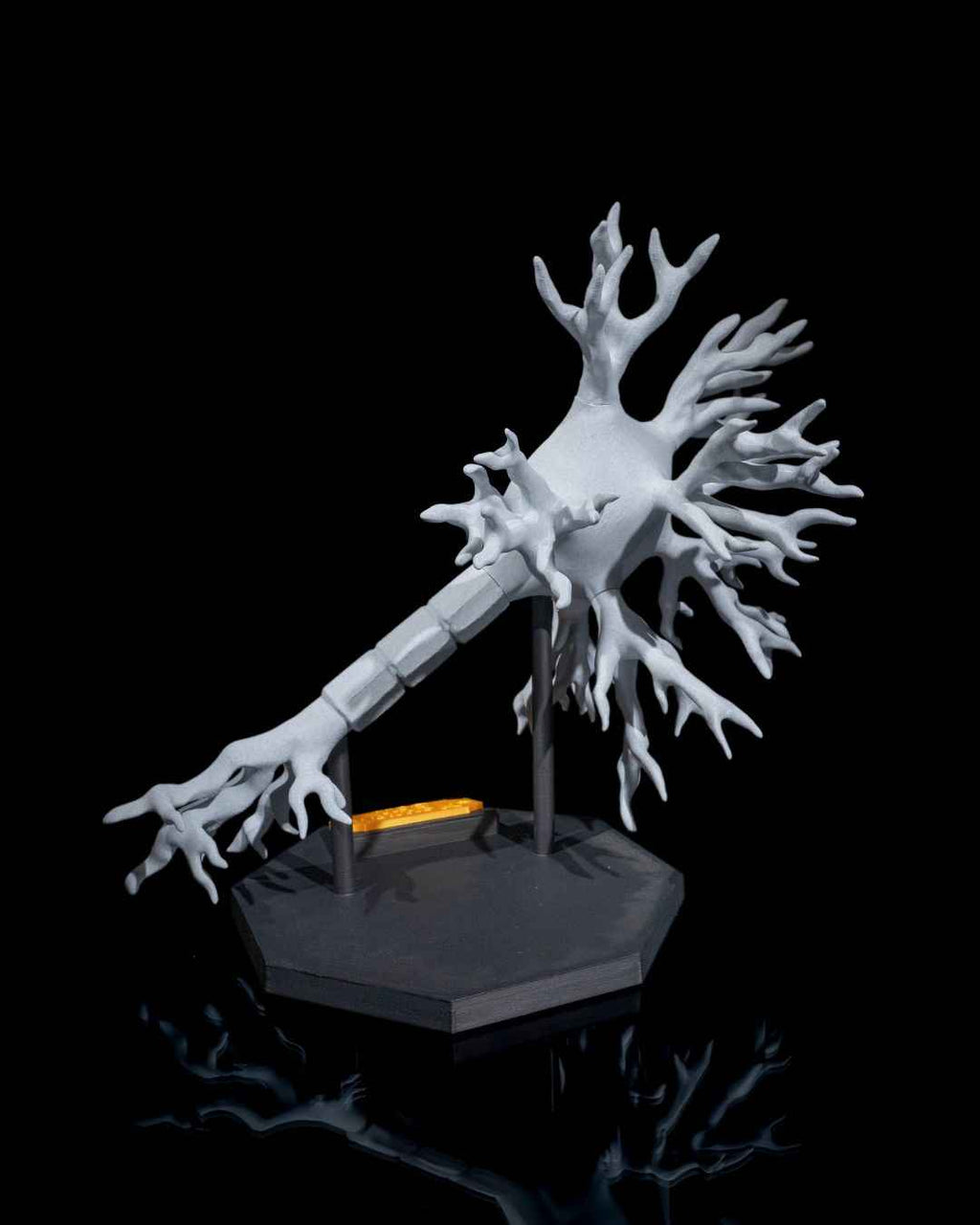 Neural educational model - Myth & Motion by The Braysdown Workshop